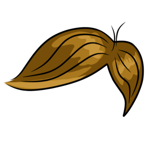 hair