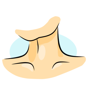 neck